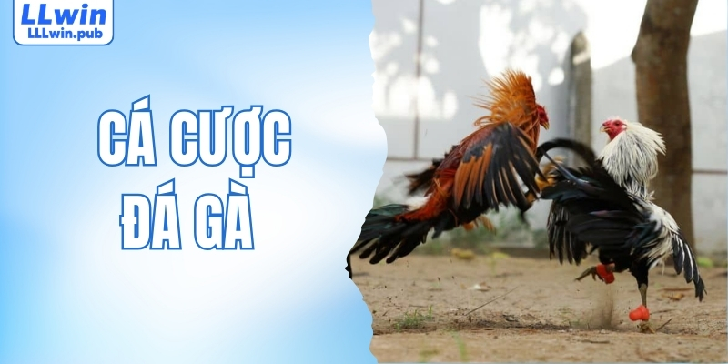 Cá Cược Đá Gà LLWIN - Sôi Động, Kịch Tính Mỗi Giây