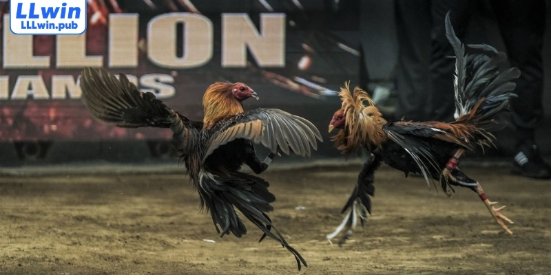 Các kèo cược đá gà tại nhà cái