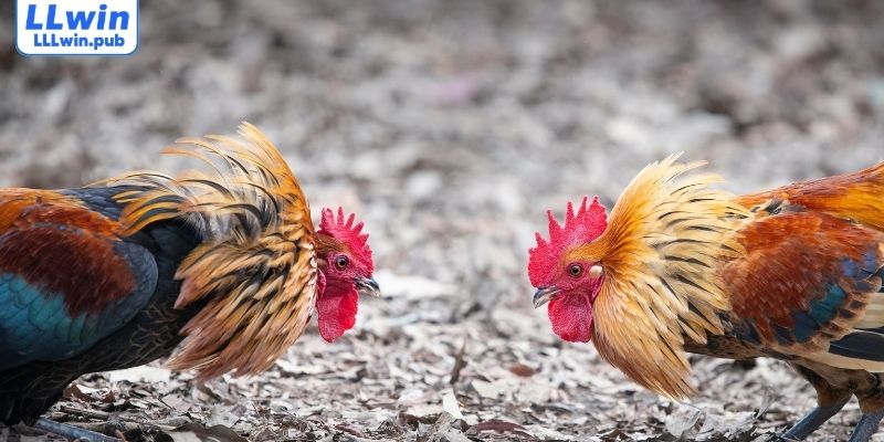 Cách nhận biết giống gà đá hay cho người mới