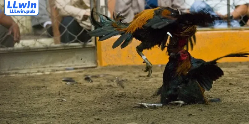 Chia sẻ luật đá gà cơ bản cho chiến kê