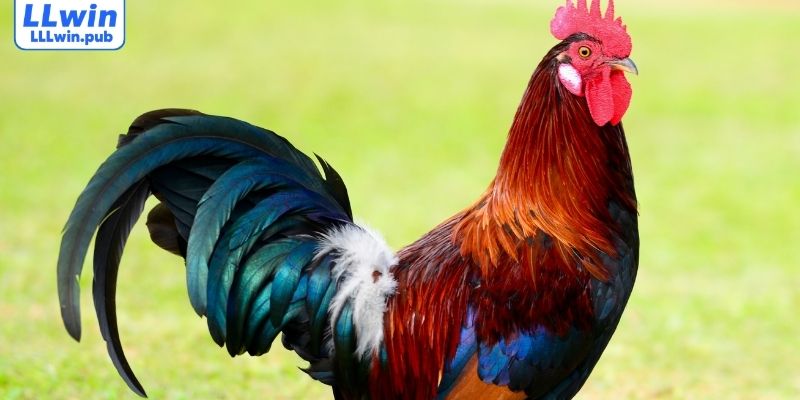 Dòng chiến kê nổi tiếng được ưa chuộng