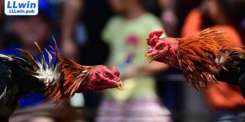 Giải mã các cửa cược đá gà phổ biến và cách bắt kèo thông minh