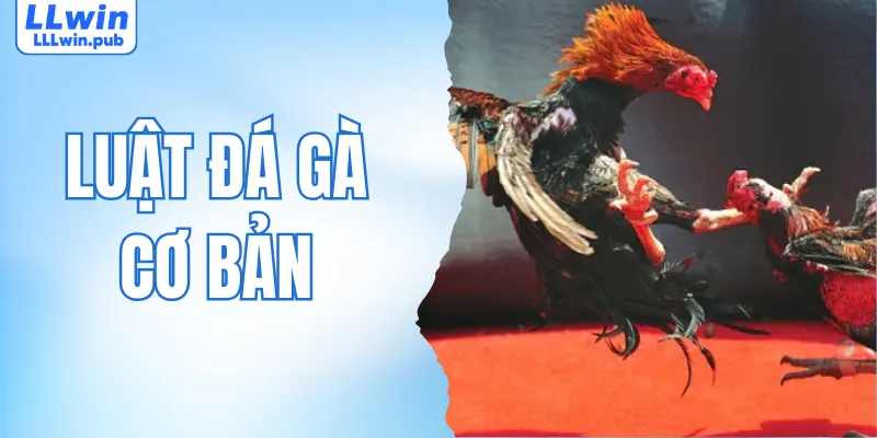 Luật Đá Gà Cơ Bản - Hướng Dẫn Chi Tiết Cho Thành Viên LLWIN