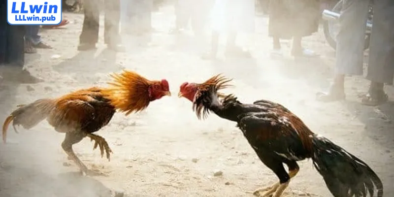 Những cách phân định thắng thua trong đá gà