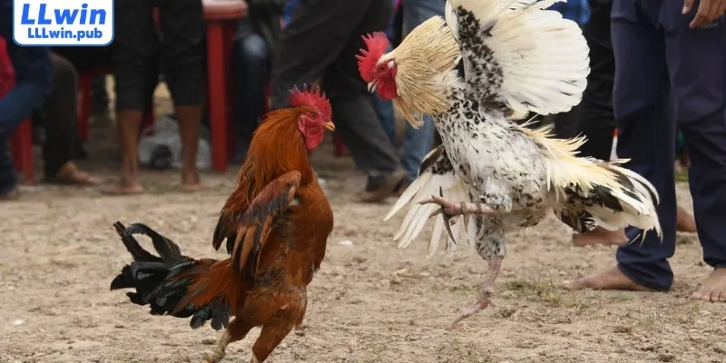 Những giải đấu đá gà đình đám đang khuấy đảo cộng đồng