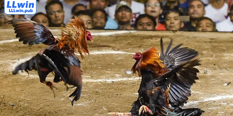 Những quy định cơ bản về diễn biến trận đấu