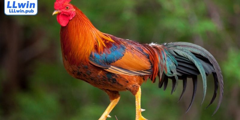 Ưu điểm của việc chọn được giống gà đá hay